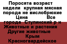 Поросята возраст 4 недели, крупная мясная порода(не вислобрюхие ) › Цена ­ 4 000 - Все города, Ступинский р-н Животные и растения » Другие животные   . Крым,Красногвардейское